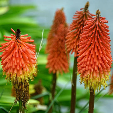 Red Yellow Poker Flower seeds for Planting Cottage Garden Essential Heirloom & GMO Free Seeds for Home Garden 
 
 Sale seeds for home garden planting
