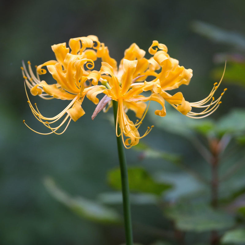 Lycoris Radiata Flower seeds for Planting Shade Tolerant Heirloom & GMO Free Seeds for Home Garden 
 
 Sale seeds for home garden planting