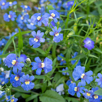 Blue Nemesia Strumosa Flower seeds for Planting Cut Flower Favorite Heirloom & GMO Free Seeds for Home Garden 
 
 Sale seeds for home garden planting