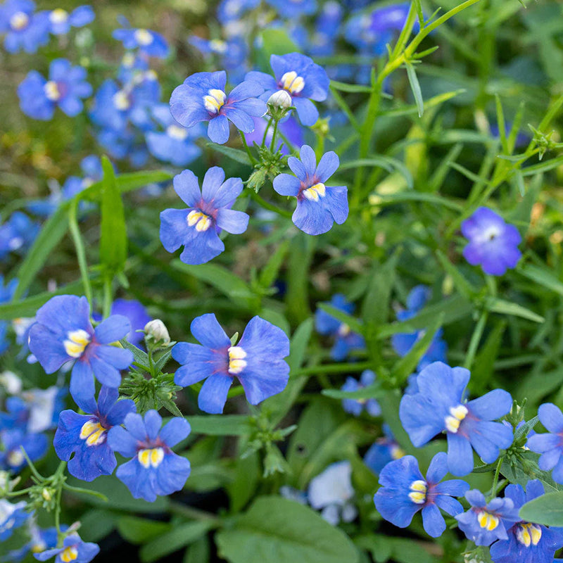 Blue Nemesia Strumosa Flower seeds for Planting Cut Flower Favorite Heirloom & GMO Free Seeds for Home Garden 
 
 Sale seeds for home garden planting