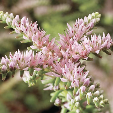 Pink White Sedum Pulchellum Flower seeds for Planting - Sun Loving, Heirloom & GMO Free Seeds for Home Garden
 
 Sale seeds for planting in home garden