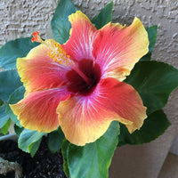 Black Yellow Hibiscus Flower seeds for Planting Easy to Grow Heirloom & GMO Free Seeds for Home Garden