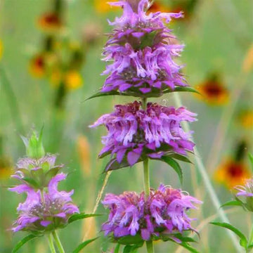 Violet Lemon Bee Flower seeds for Planting Cut Flower Favorite Heirloom & GMO Free Seeds for Home Garden 
 
 Sale seeds for home garden planting