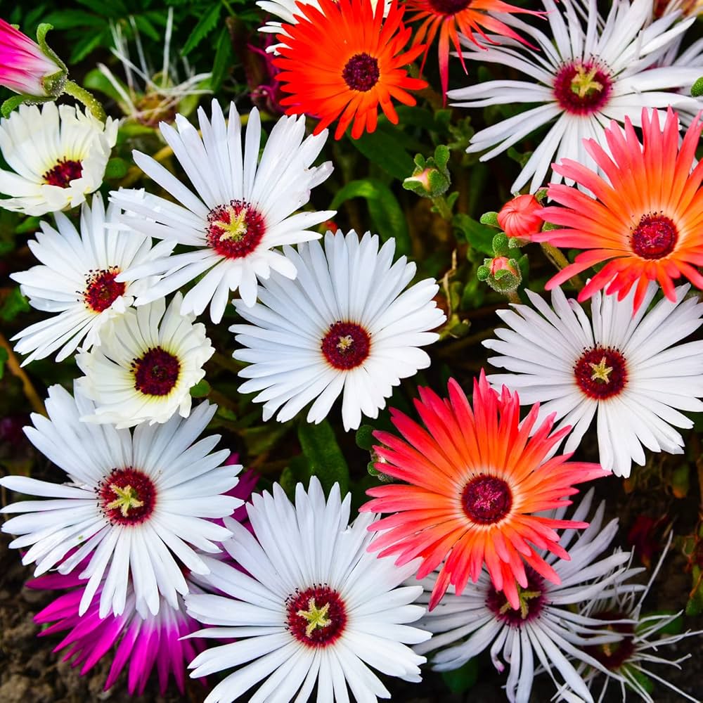 Mesembryanthemum Flower seeds for Planting Pollinator Friendly Heirloom & GMO Free Seeds for Home Garden 
 
 Sale for planting in home garden