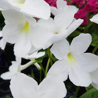 Streptocarpus Flower seeds for Planting Easy to Grow Heirloom & GMO Free Seeds for Home Garden 
 
 Sale seeds for home garden planting
