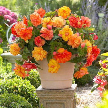 Tuberous Begonias Flower seeds for Planting Long Bloom Season Heirloom & GMO Free Seeds for Home Garden 
 
 Sale seeds for home garden planting