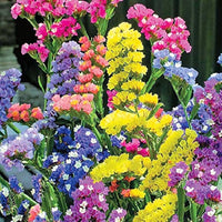 Mixed Colors Lavender Flower seeds for Planting - Seasonal Bloomer, Heirloom & GMO Free Seeds for Home Garden
 
 Sale seeds for home garden
