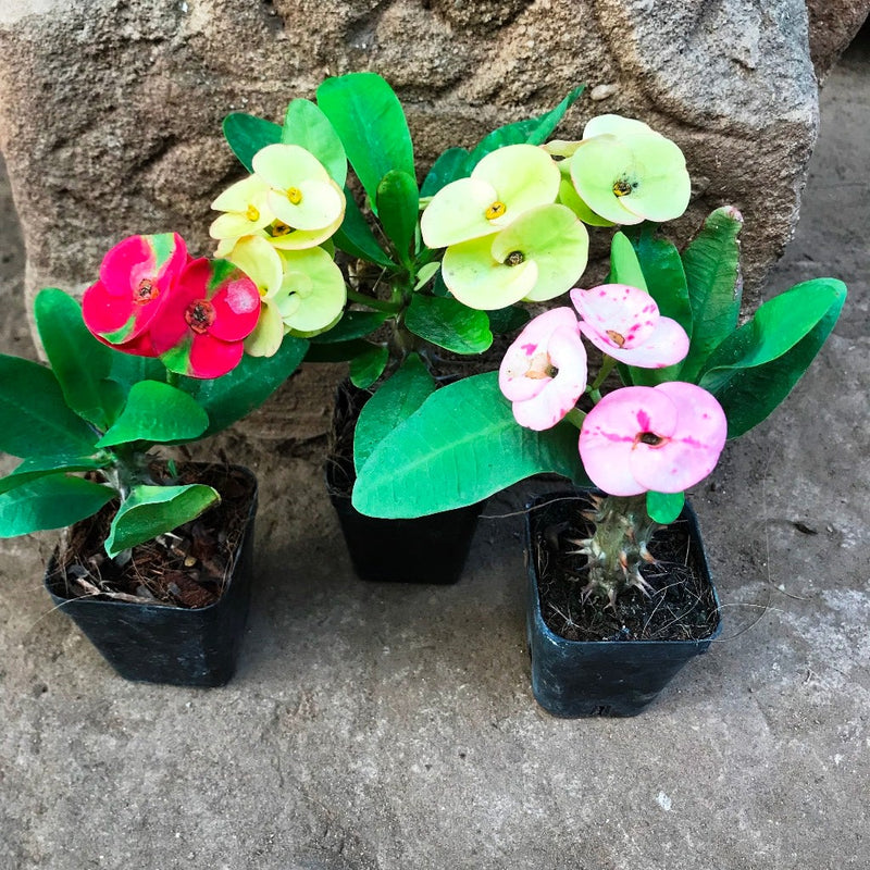 Mixed Euphorbia Milii Hybrid Flower seeds for Planting Garden Favorite Heirloom & GMO Free Seeds for Home Garden 
 
 Sale seeds for home garden planting