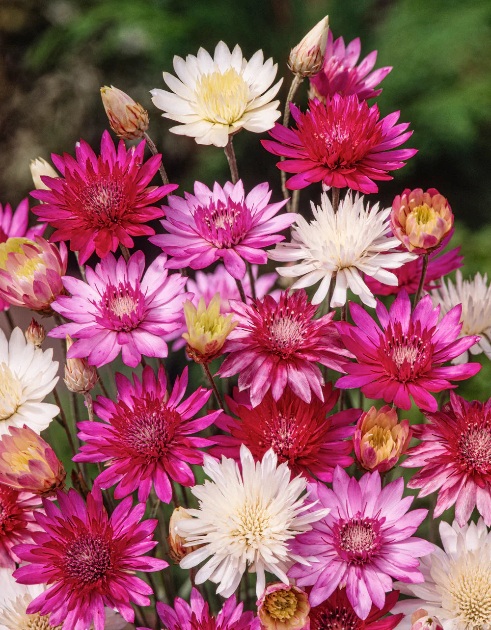 Xeranthemum Annuum Flower seeds for Planting - Wildflower Mix, Heirloom & GMO Free Seeds for Home Garden
 
 Sale seeds for planting in home garden