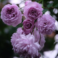 Light Purple Climbing Rose Flower Seeds for Planting Bright Blooms Heirloom & GMO Free Seeds for Home Garden
 
 Sale seeds for home garden planting