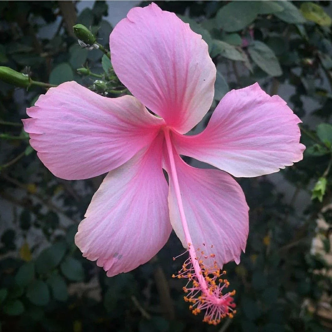 Baby Pink Hibiscus Flower seeds for Planting Garden Favorite Heirloom & GMO Free Seeds for Home Garden 
 
 Sale seeds for home garden planting