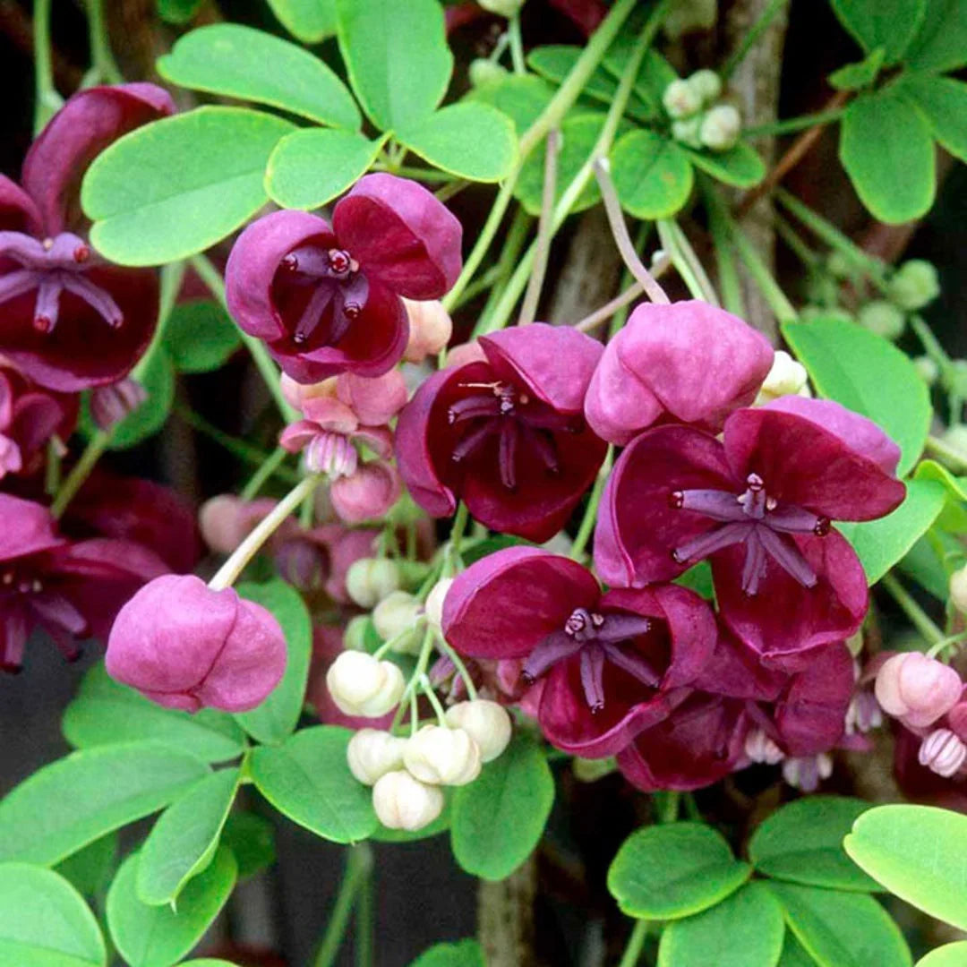 Akebia Flower seeds for Planting Easy to Grow Heirloom & GMO Free Seeds for Home Garden 
 
 Sale for planting in home garden