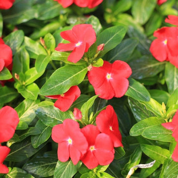 Red Vinca Flower seeds for Planting - Vibrant Colors, Heirloom & GMO Free Seeds for Home Garden
 
 Sale for planting in home garden