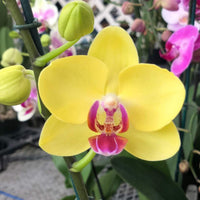 Orchid (Orchid Phalaenopsis) seeds for planting in home garden