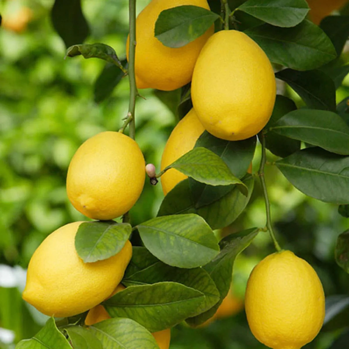 Perfume Lemon citrus tree growing in a sunny garden