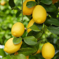 Perfume Lemon citrus tree growing in a sunny garden