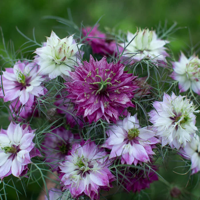 Nigella Damascena Flower seeds for Planting Easy to Grow Heirloom & GMO Free Seeds for Home Garden 
 
 Sale seeds for home garden planting