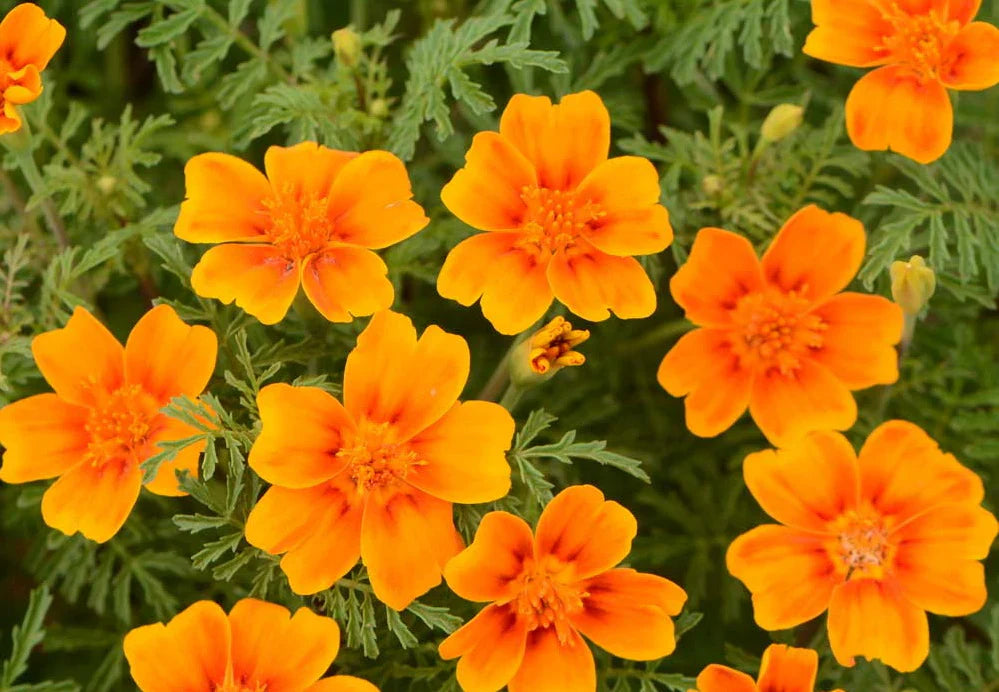 Yellow Signet Marigold Flower seeds for Planting - Compact Growth, Heirloom & GMO Free Seeds for Home Garden
 
 Sale seeds for planting in home garden