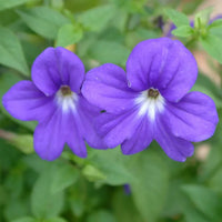Browallia Flower seeds for Planting Shade Tolerant Heirloom & GMO Free Seeds for Home Garden