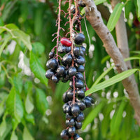 Close-up of ripe Black Jamun fruits hanging from a leafy branch.

