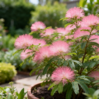 Calliandra Eriophylla Pink Seeds for Gardening – Non-GMO Heirloom Plant Seeds
