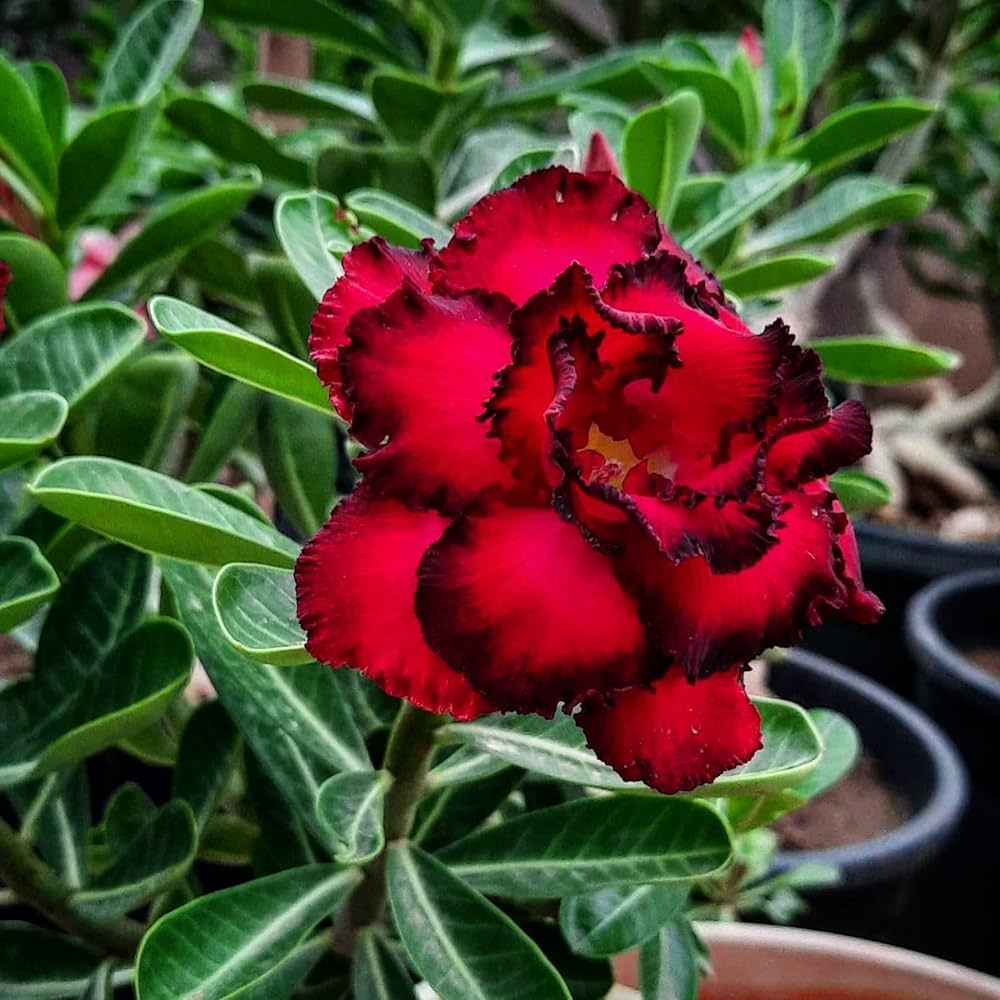Red Adenium Obesum Flower seeds for Planting - Garden Favorite, Heirloom & GMO Free Seeds for Home Garden