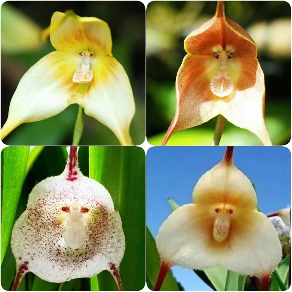 Heirloom Monkey Orchid Flower seeds for Planting Perfect for Borders Heirloom & GMO Free Seeds for Home Garden
