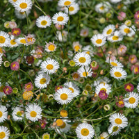 Santa Barbara Flower seeds for Planting, Garden Favorite Heirloom & GMO Free Seeds for Home Garden