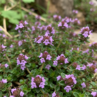 Purple Creeping Thyme Flower Seeds for Planting – Heirloom, Non-GMO Ground Cover
