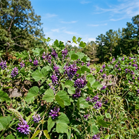 Pueraria lobata Kudzu Seeds – Fast Growing Heirloom Garden Vine Seeds