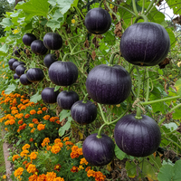 Purple Pumpkin Seeds for Planting – Heirloom Non-GMO Organic Garden Seeds with High Germination