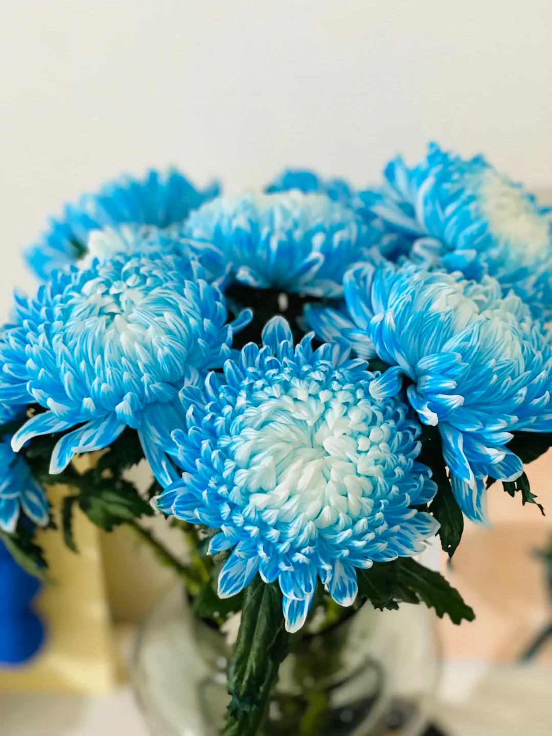Sky Blue Chrysanthemum Flower seeds for Planting - Long Bloom Season, Heirloom & GMO Free Seeds for Home Garden