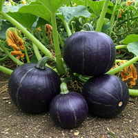 Purple Pumpkin Seeds for Planting – Heirloom Non-GMO Organic Garden Seeds with High Germination