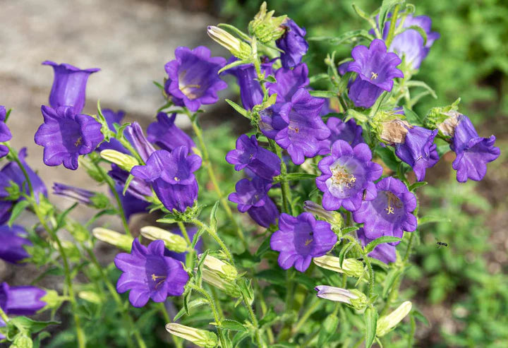 Purple Abutilon Striatum Flower seeds for Planting - Compact Growth, Heirloom & GMO Free Seeds for Home Garden