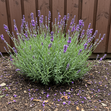 Heirloom English Lavender Seeds for Planting – Non-GMO Organic Garden Seeds with Strong Germination