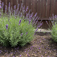 Heirloom English Lavender Seeds for Planting – Non-GMO Organic Garden Seeds with Strong Germination