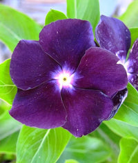 Heirloom Vinca Flower seeds for Planting Shade Tolerant Heirloom & GMO Free Seeds for Home Garden