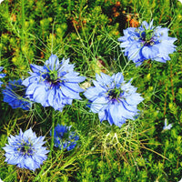 Blue Nigella Jekyll Flower seeds for Planting - Bright Blooms, Heirloom & GMO Free Seeds for Home Garden