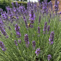Organic English Lavender Planting Seeds – Heirloom Non-GMO Variety with Reliable Germination