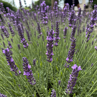 Heirloom English Lavender Seeds for Planting – Non-GMO Organic Garden Seeds with Strong Germination