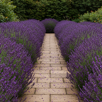 English Lavender Garden Seeds for Planting – Heirloom Organic Non-GMO with Consistent Germination