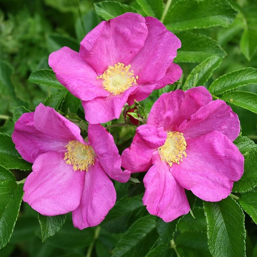 Heirloom Rugosa Rose Flower seeds for Planting Perfect for Borders Heirloom & GMO Free Seeds for Home Garden