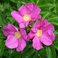 Heirloom Rugosa Rose Flower seeds for Planting Perfect for Borders Heirloom & GMO Free Seeds for Home Garden