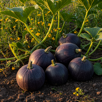 Organic Purple Pumpkin Planting Seeds – Heirloom Non-GMO Variety with Reliable Germination
