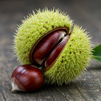 Chinquapin Chestnut Tree Seeds for Planting – Heirloom Non-GMO Organic Seeds