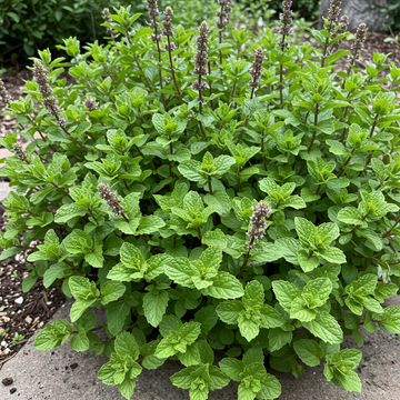 Corsican Mini Mint Planting Seeds – Non-GMO Heirloom Herb with Compact Growth