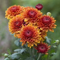 Yellow & Orange Chrysanthemum Flower seeds for Planting - Vibrant Colors, Heirloom & GMO Free Seeds for Home Garden
