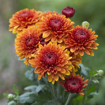 Light Orange Chrysanthemum Flower seeds for Planting - Sun Loving, Heirloom & GMO Free Seeds for Home Garden