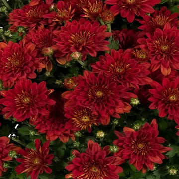 Deep Red Chrysanthemum Flower seeds for Planting - Compact Growth, Heirloom & GMO Free Seeds for Home Garden