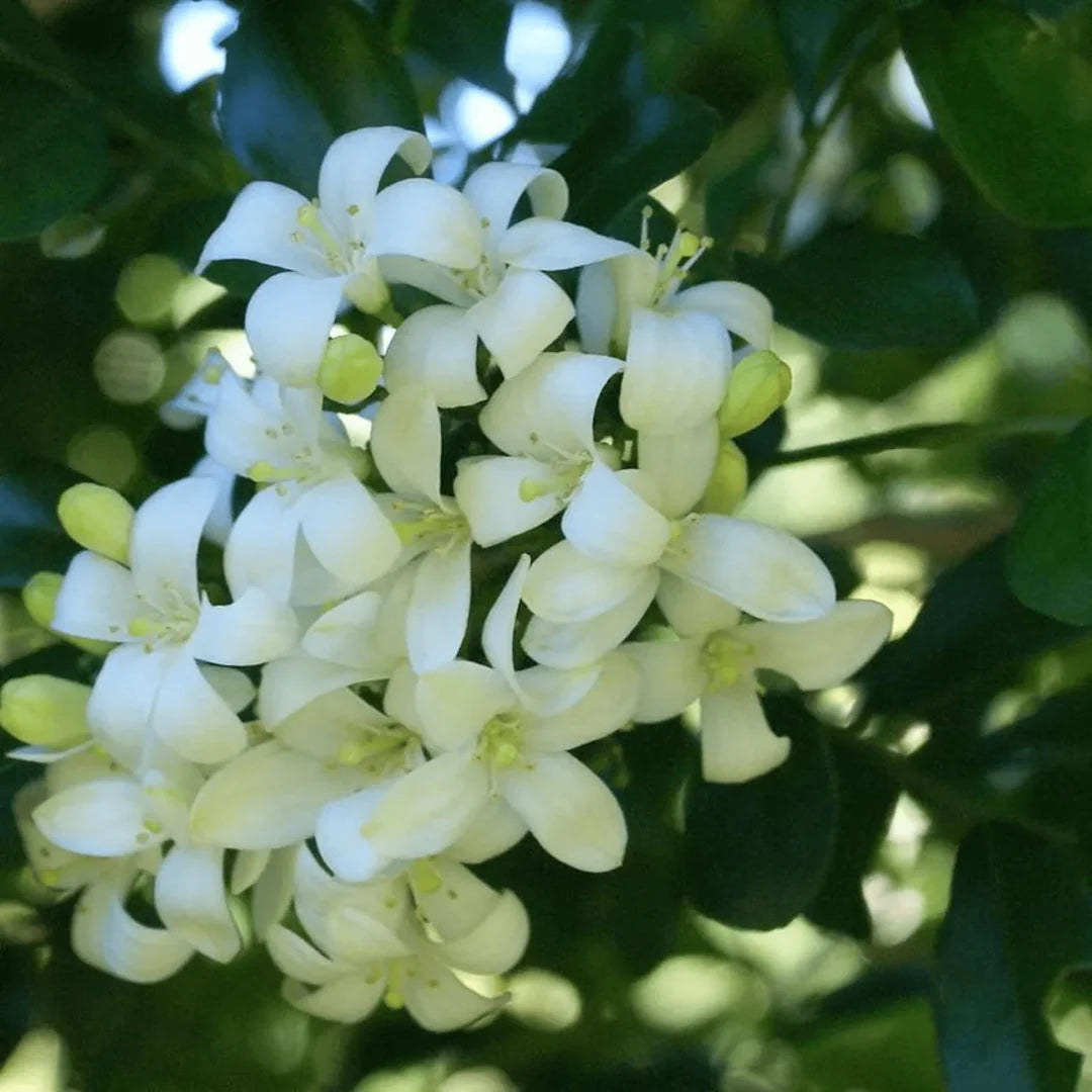 White Murraya Flower seeds for Planting - Hardy Variety, Heirloom & GMO Free Seeds for Home Garden
